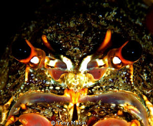Rock lobster portrait by Tony Makin 